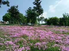 -大塘金香草谷