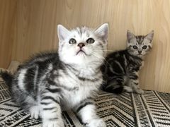 -喵zoo家庭繁育猫舍(尖东智能花园店)