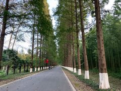 -黄海国家森林公园