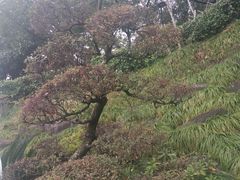 -千岛湖城中湖游船码头