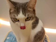 -COLOR PETS 撸猫馆·购猫·猫咖(长风大悦城店)