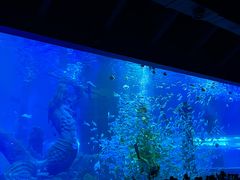 -哈尔滨波塞冬海底世界