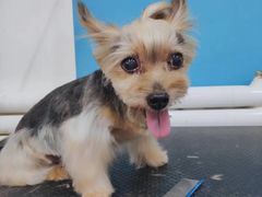 -派多格宠物·购宠(靛厂路店)