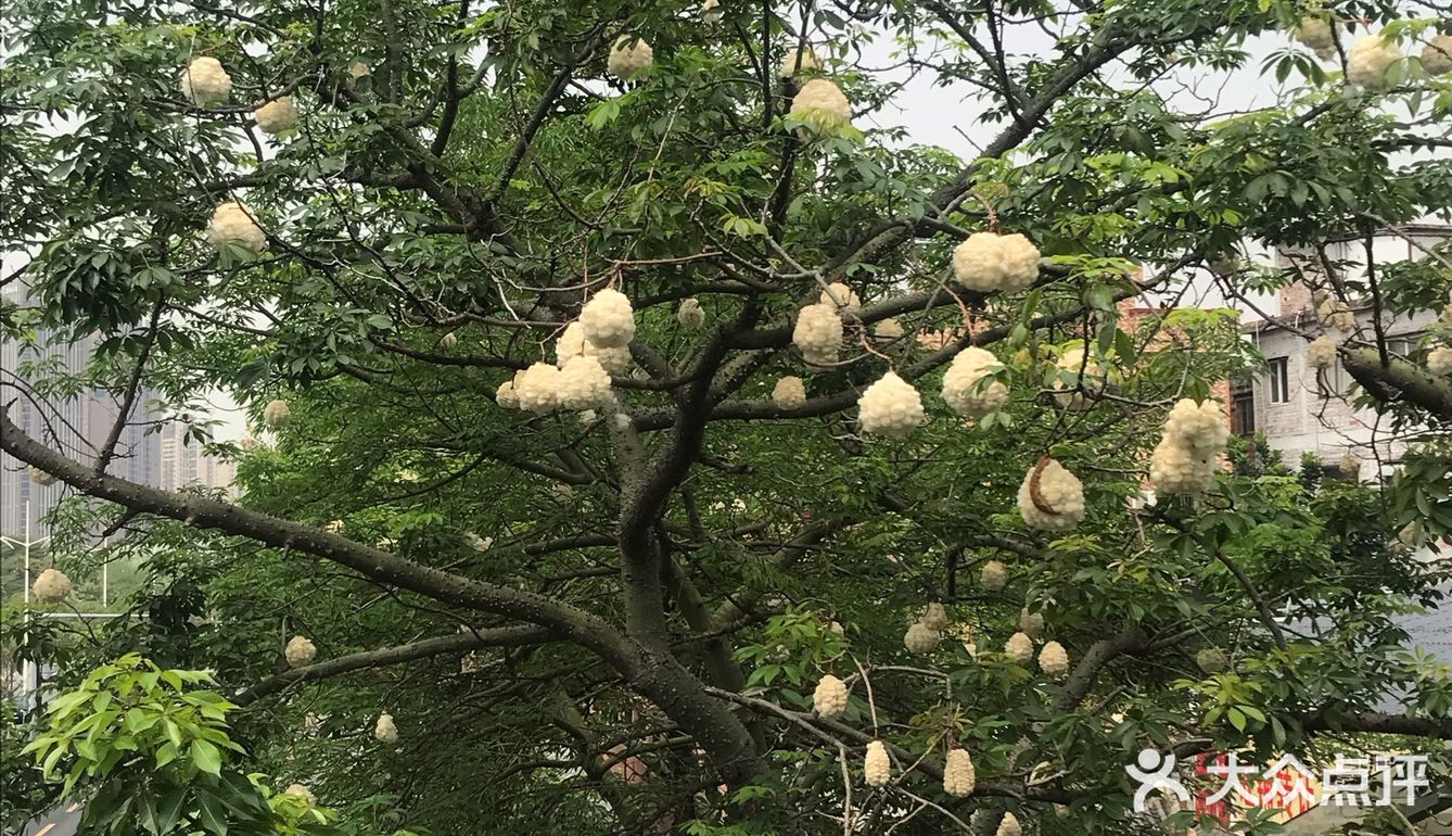 木棉花开 飞絮濛濛