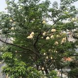 木棉花开 飞絮濛濛