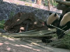 -都江堰中华大熊猫苑