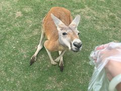 -泉州海丝野生动物世界
