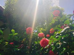 -太平禅寺