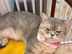-Let's go狗咖·猫咖·奶狗·桌游(春熙路IFS店)