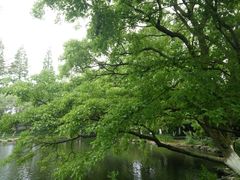 -瀛洲公园