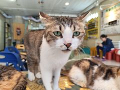 -平行世界·猫咖(首经贸店)