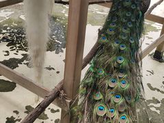 -芜湖新华联大白鲸海洋公园