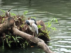 -九龙公园