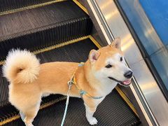 -半岛宠物医院24小时(科华中路店)