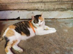 -天一朴素(武汉大学店)