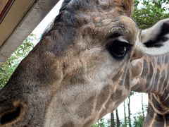 -清迈夜间动物园