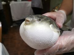 -肆月河豚·新淮扬(金融街店)