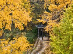 -千年银杏谷文化旅游区