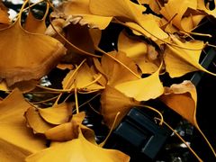 -千年银杏谷文化旅游区