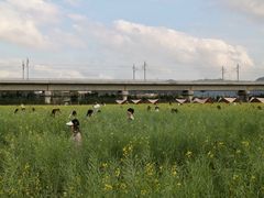 -光明小镇欢乐田园