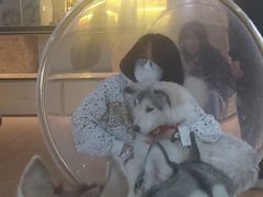 -Husky Go! 哈士奇体验馆·宠物咖啡厅狗咖