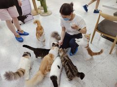 -喵园·猫主题咖啡厅·撸猫·猫咖(国贸店)