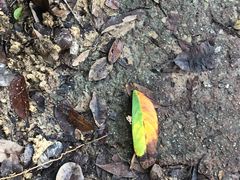 -武吉知马自然保护区