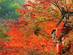 -野蔓果·山野菜(西湖景区·龙井茶田店)