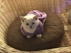 -喵zoo家庭繁育猫舍(尖东智能花园店)