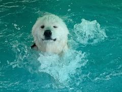 -首钢篮球中心-游泳馆