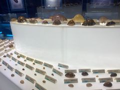 -贝壳梦幻世界