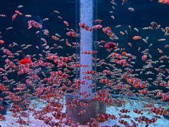 -海合安成都极地海洋公园