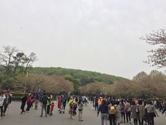 -武汉大学-樱园