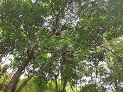 -中国科学院西双版纳热带植物园