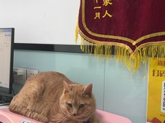 -嘉馨宠物医院·CT影像转诊·心脏科·犬猫全科诊疗中心(下沙大学城院区)