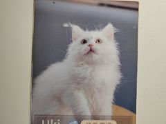 -MOCHA明星猫咖(田子坊店)