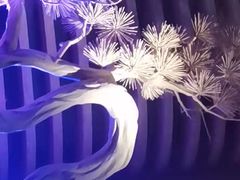 -额尔敦牛厨师铜板烧