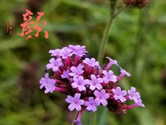 -白鹭园