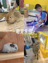 -神奇动物撸宠馆·羊驼·小浣熊·异宠(豫园店)