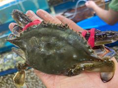 -港畔赶海蒸汽海鲜烧烤自助(仙螺岛店)