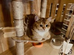 -lincat·猫舍(广州店)