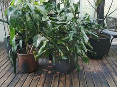 -大树餐厅(红旗街万达店)