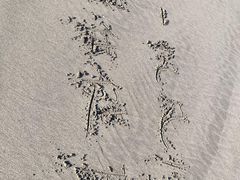 -南汇新城海滩