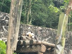 -都江堰中华大熊猫苑