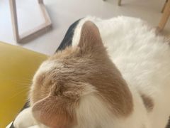 -猫在这儿猫咪咖啡馆·撸猫馆