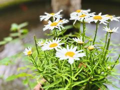 -Golden Lily河内巴黎法越料理餐厅(建国西路店)