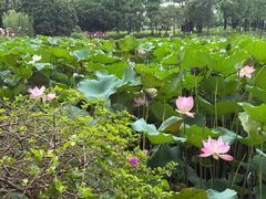 -荔湾湖公园