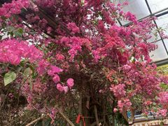 -呀路古热带植物园