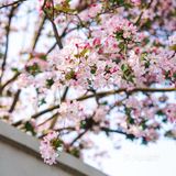 它不再封城 像往年那样