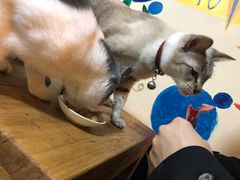 -李小姐の猫咖啡馆(五角场店)